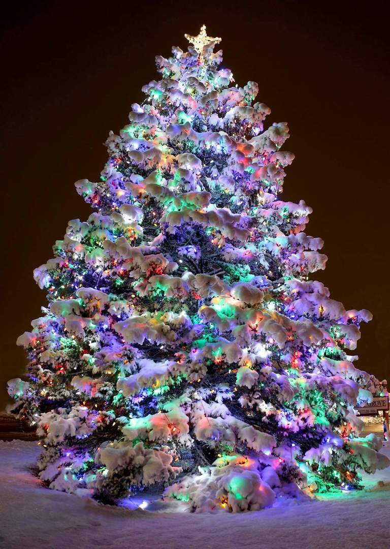 2019 SG Holiday Tree, Rte 47.JPG