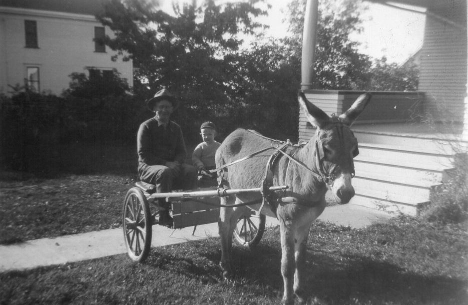 Donkey hitched to sulky