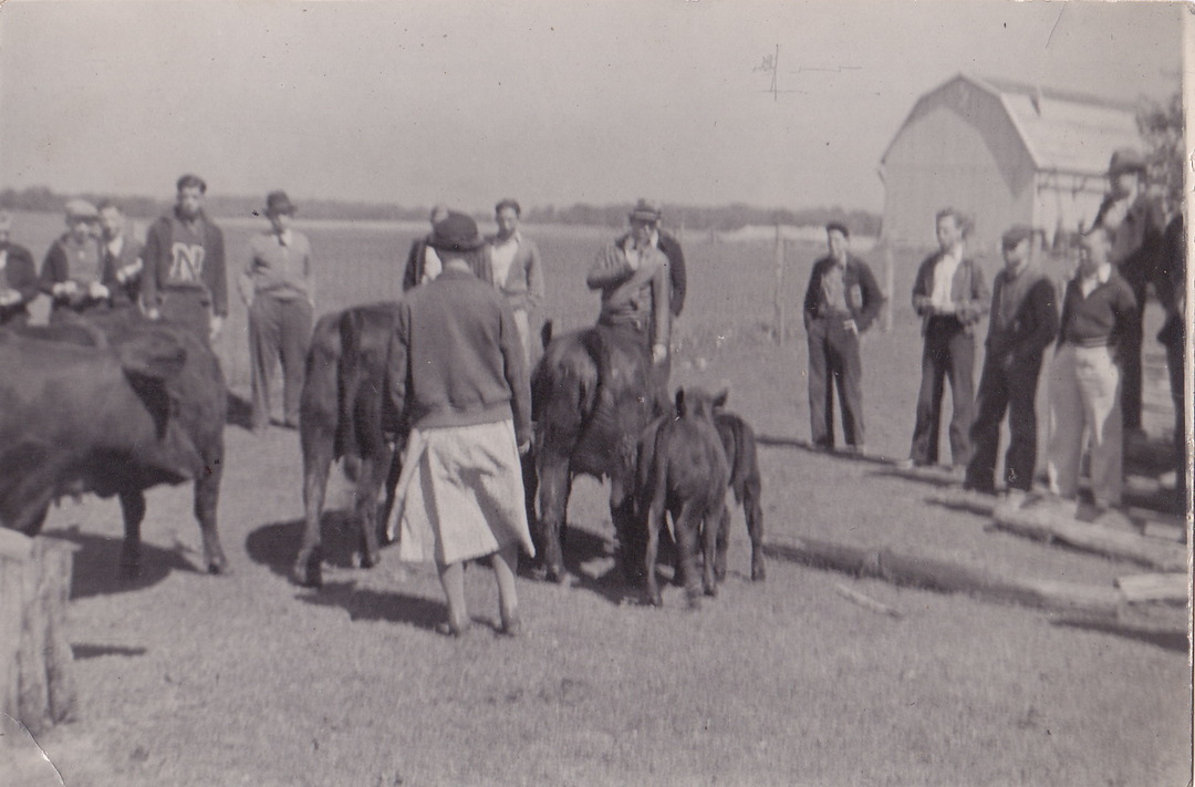 Observing Angus Cattle