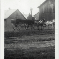 Spotted Mule Team on Benson Farm