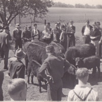 Farm Horses