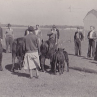 Observing Angus Cattle